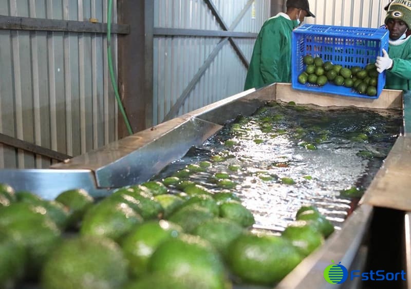 images/1662366671801avocado grading machine.jpg